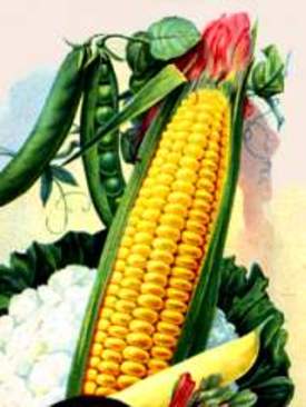 Corn1
